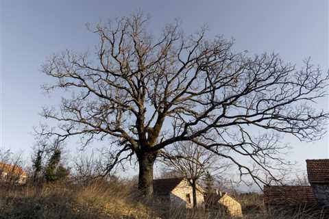 The Cost of Tree Services in Utah