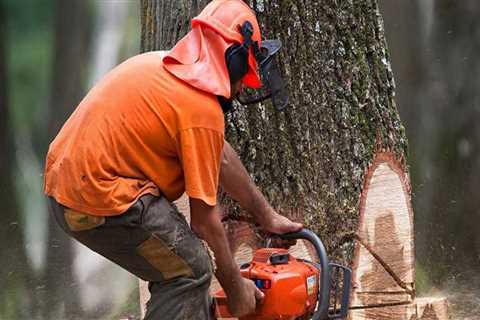 The Average Cost for Tree Removal in Fayetteville, Georgia