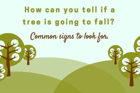 How can you tell if a tree is going to fall? Common signs to look for.