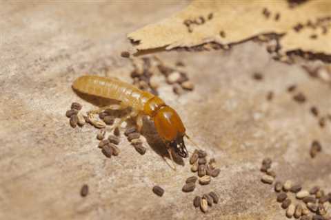 Termite Treatment Woods of Eden Rock FL - Emergency Residential Pest Control