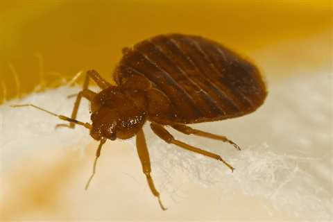 Emergency Pest Control Bellingham Oaks Florida - Domestic Exterminator