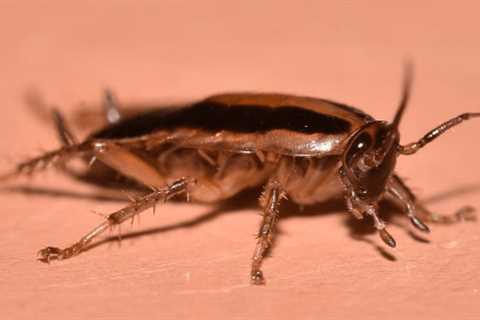 Do Roaches Come Back After Extermination?