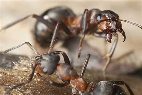 Pest Control Companies Cypress Glen  - Emergency Residential Exterminator