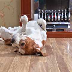 What hardwood flooring is best for dogs?