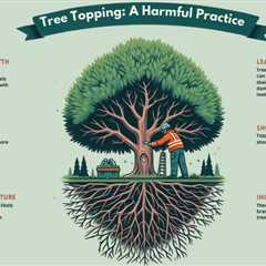 All You Need to Know About Tree Topping – Does Tree Topping Hurt Trees