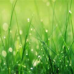 Rooted In Excellence: Elevating Grass Seed Growth With Texas Lawn Care Services