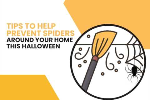 Keep Spiders Away From Your Markham Home This Halloween With These Prevention Methods