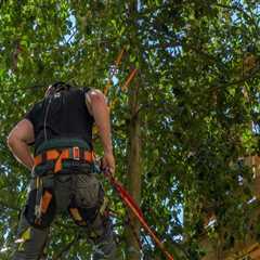 What Are The Benefits Of Hiring A Professional Tree Care Company With Certified Arborists In..