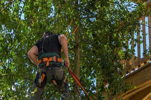What Are The Benefits Of Hiring A Professional Tree Care Company With Certified Arborists In..