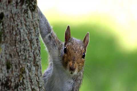The Nuisance Of Squirrel Infestations: Why Removal Is More Than Just Tree Trimming In Rocklin, CA