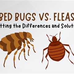 Bed Bugs Vs. Fleas in Guelph: Spotting the Differences and Solutions
