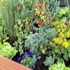 Tips for Maintaining Your Garden During the Growing Season