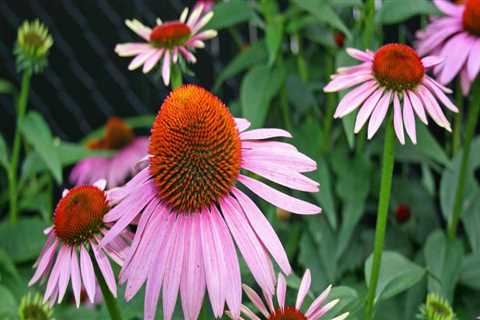 The Best Native Plants for Landscaping in Harris County, Texas
