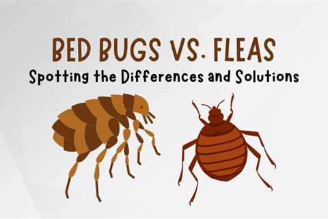 Bed Bugs Vs. Fleas in Guelph: Spotting the Differences and Solutions