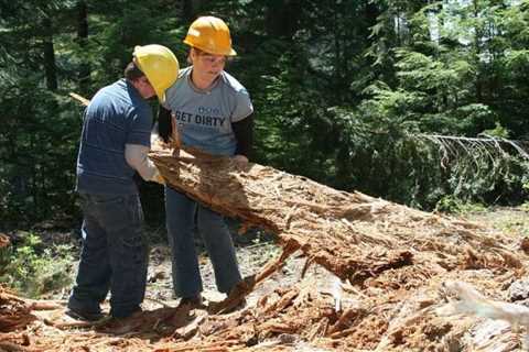 Navigating Tree Removal Permits: Ensuring Arborist Certification, Adherence to Pruning Guidelines,..