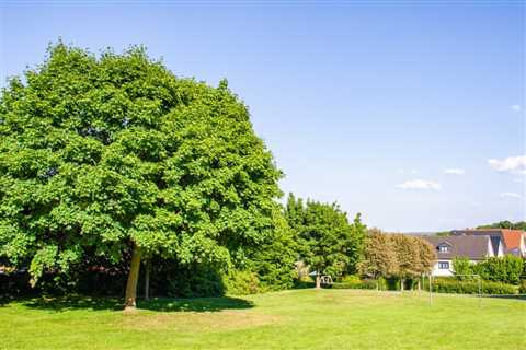 THE DANGERS OF NOT ADDRESSING TREE HAZARDOUS LIMBS