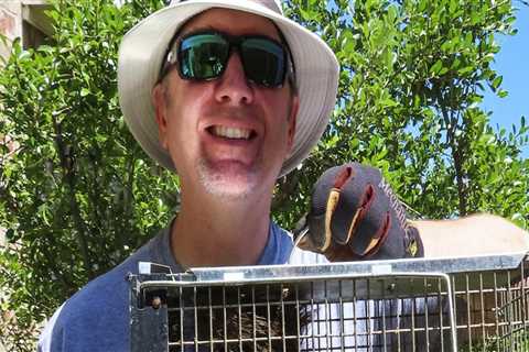 Why Organic Pest Control Might Fall Short For Squirrel Problems: The Case For Professional Wildlife ..