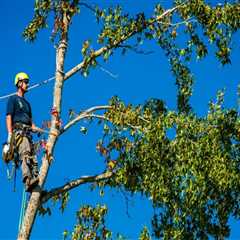 The Ultimate Guide To Tree Trimming: Essential Tree Care Services In Portland, OR