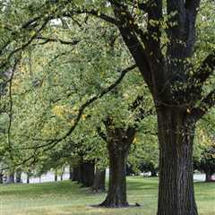 COMMON QUESTIONS ABOUT TREE DISEASE PREVENTION