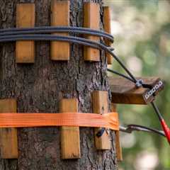 Why Tree Cabling and Bracing Matter ?