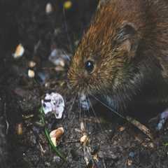 Pest-Proof Your Fayetteville Garden: Groundskeeping Tips For Rodent Control