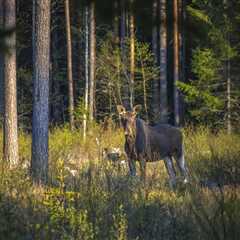 THE IMPACT OF TREES ON WILDLIFE MIGRATION IN UTAH