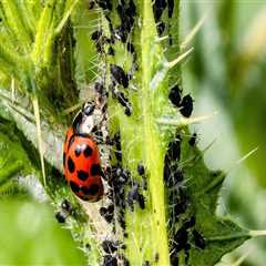 The Benefits and Limitations of Using Organic Pest Control Products