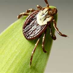 The Importance Of Tick Control: How Derry Landscape Contractors Can Help