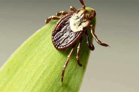 The Importance Of Tick Control: How Derry Landscape Contractors Can Help