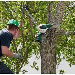 UNDERSTANDING THE DIFFERENT TYPES OF TREE BRACING