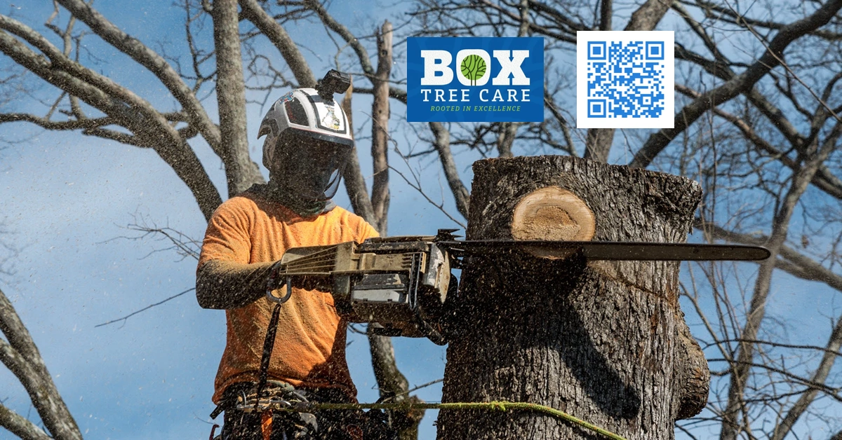 Tree Service - Austin, TX - Box Tree Care