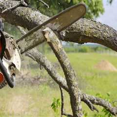 Seasonal Tree Trimming: Cedar Park, Texas Homeowners’ Guide To Tree Services