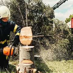 Transform Your Orlando Landscape: The Benefits Of Professional Tree Trimming And Care Solutions