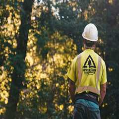 Protect Your Landscape: How A Tree Chopping Service In Orlando Can Combat Common Tree Diseases