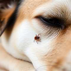 Understanding What Does a Tick Look Like on a Dog: Identification and Prevention Tips