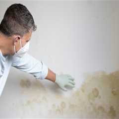 Mold In South Salt Lake: How Professional Remediation And Inspection Can Protect Your Family's..