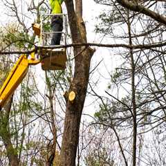 Key Benefits Of Hiring A Landscape Maintenance Service Provider Skilled In Tree Care In Derry, New..