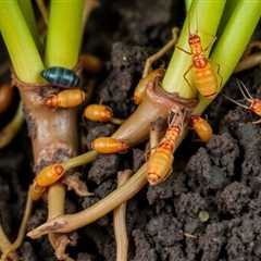 Understanding the Differences: Root Aphids vs Soil Mites Explained