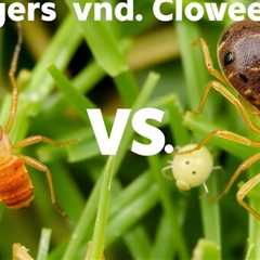 Understanding the Difference Between Chiggers and Clover Mites: A Comprehensive Guide