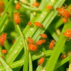 Chiggers or Clover Mites: Identifying and Managing These Common Pests