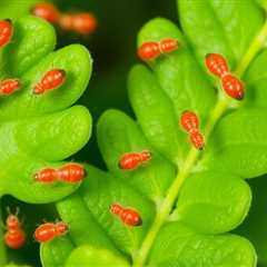 The life cycle of clover mites explained.