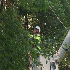 Transform Your Property's First Impression: The Role Of Tree Care Services In Presale Home..