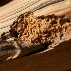 how long to get rid of termites