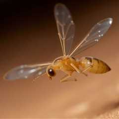 how do you get rid of flying termites