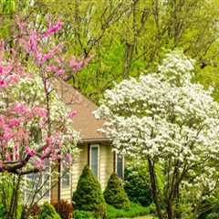 Replanting Options After Tree Removal: How to Maintain Your Outdoor Space