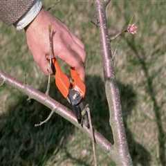 Removing Dead or Diseased Branches: How to Maintain Healthy Trees