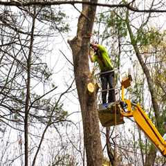 Assessment and Removal of Hazardous Trees: A Comprehensive Guide