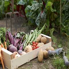 Harvesting and Storing Vegetables: A Guide for Landscaping and Construction Enthusiasts