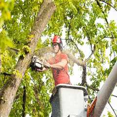 Removing Hazardous or Unwanted Trees: A Comprehensive Guide for Landscaping and Tree Services