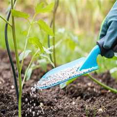 Watering and Fertilizing: Tips for a Healthy Outdoor Space